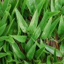 tenax Siepe Artificiale con Foglie Traliccio Estensibile in salice, Divy 3D X-Tens Bamboo, 1x2 m, Verde