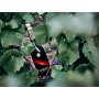 Mumm Grand Cordon Champagne - 0.75 cl