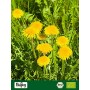 Biojoy Tisana di foglie di Tarassaco comune BIO - Taraxacum officinale (0,5kg)