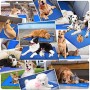 Lauva Tappetino per Cane, Tappetino Rinfrescante per Animali – Tappeto in Gel Autorinfrescante – Giaciglio Rinfrescante per 