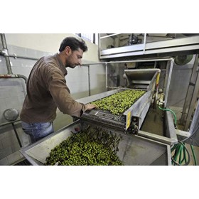 Olio Extravergine di Oliva 100% ITALIANO Estratto a Freddo di Gnavolini Raccolta Sapore | Latta da 5 Litri | Olio Evo per l'ecce