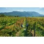 Vipava 1894 Rosé Vino rosato Vino di qualità 2018 (6 x 0,75 l)