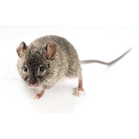 ISOTRONIC Dissuasore a ultrasuoni per topi e ratti repellente scaccia  roditori a batteria protezione mobile per