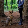 dibea Guinzaglio retriever guinzaglio per cani guinzaglio formazione 120 cm lunghezza Nero