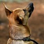 dibea Guinzaglio retriever guinzaglio per cani guinzaglio formazione 120 cm lunghezza Nero