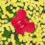 Relaxdays, Rosso/Giallo Set di 2 Irrigatori da Giardino a Forma di Fiore, con Paletto per Il Fissaggio, HxD: 34x10 cm, Confezion