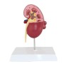Yuanzhou Urologia Modello Anatomico di Rene Umano 