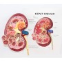 Yuanzhou Urologia Modello Anatomico di Rene Umano 