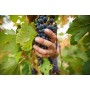 Vipava 1894 Rosé Vino rosato Vino di qualità 2018 (6 x 0,75 l)