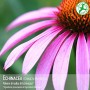 Echinacea Bio - 400 mg - 200 compresse