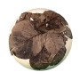 Pecorino Stagionato nelle Noci | forma intera sottovuoto da 1,2 kg | formaggio artigianale toscano | Salumificio Artigianale Gom