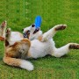Giocattoli per cani PETSFRIENDS. Giochi per cani masticabili, per l'attivazione mentale del cane. Con guanto togli peli e zaino 