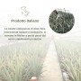 Benessence - Succo di Aloe Vera da Bere e Melograno - 3 L - Made in Italy