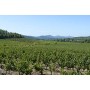 Chateau la Gordonne Vino Rose Verite du Terroir Chateau la Gordonne - 1.5 liters