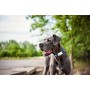 Tractive Localizzatore GPS per cani. Il dispositivo leggero e impermeabile per ogni collare - Edizione XL