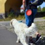 PhoneNatic Ciotola pieghevole in silicone per cani e gatti con moschettone, colore nero, 1000 ml