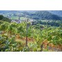 VIPAVA 1894 Vino bianco CHARDONNAY 2018, (6 x 0,75 l), vino bianco secco raccolto a mano