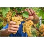VIPAVA 1894 Vino bianco CHARDONNAY 2018, (6 x 0,75 l), vino bianco secco raccolto a mano