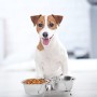Relaxdays 10019115_395 Ciotole Rialzate per Cani in Acciaio Inox con Supporto, Scodella Doppia per Gatti in Set, 0,85 l Ciascuna