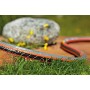 Gardena G18049-26 Manguera, Standard, 15 mm (5/8"), 50m