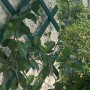 Treplas 1,00x1 m, Verde, Traliccio Estensibile in PVC per Sostegno a Muro di Fiori e Piante Rampicanti
